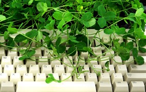 四叶草高清图片下载